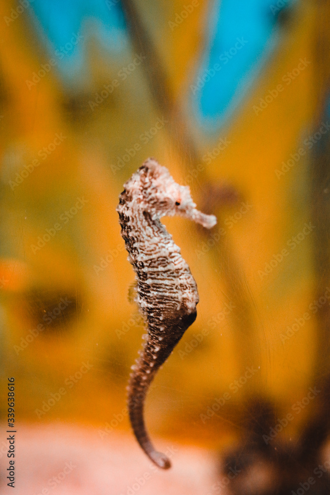 Seahorse on a colorful background
