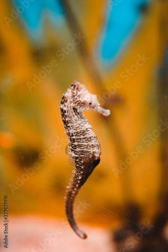 Seahorse on a colorful background