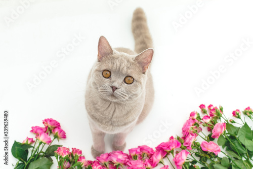 Roses with scottish cat look at camera on white. Scottish cat and pink flowers