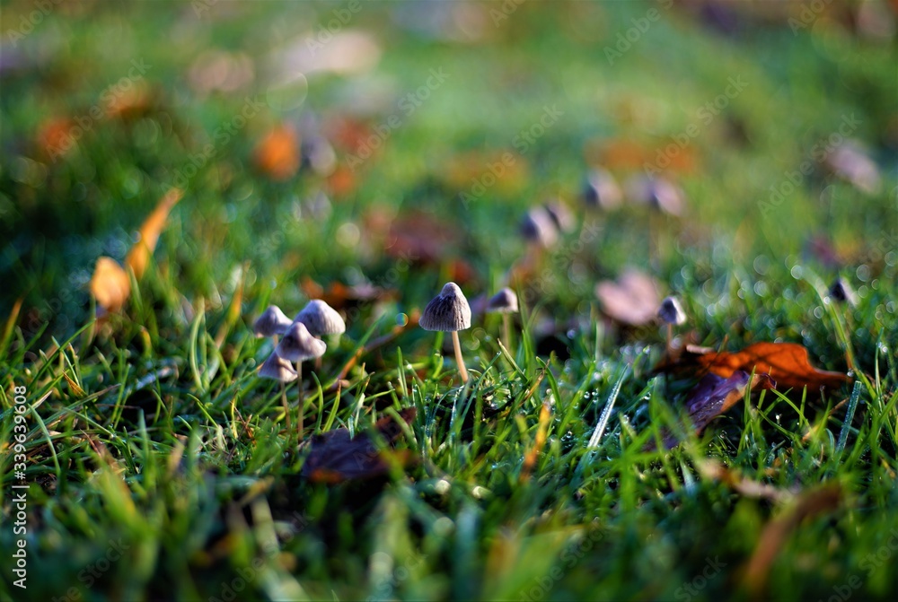 Pilz Pilz