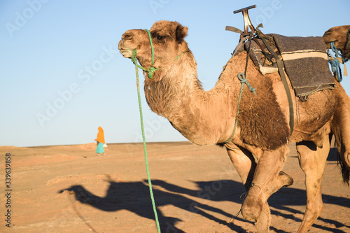 Dromedario en el desierto del Sahara al atardecer y una mujer al fondo