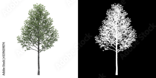 Left view of tree (Populus Alba) png with alpha channel to cutout 3D rendering photo
