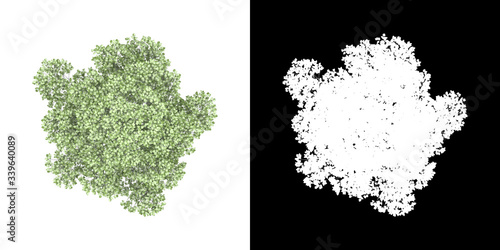 Top view of tree (Populus Alba) png with alpha channel to cutout 3D rendering photo