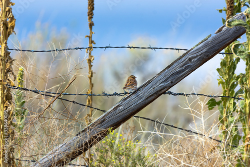 Summer Country Fence