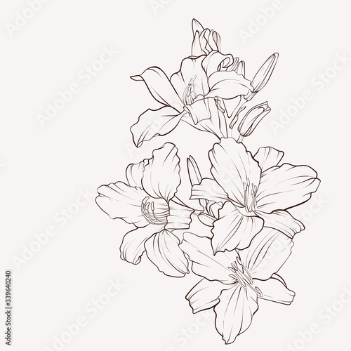 Fototapeta Naklejka Na Ścianę i Meble -  Lily flower drawings.