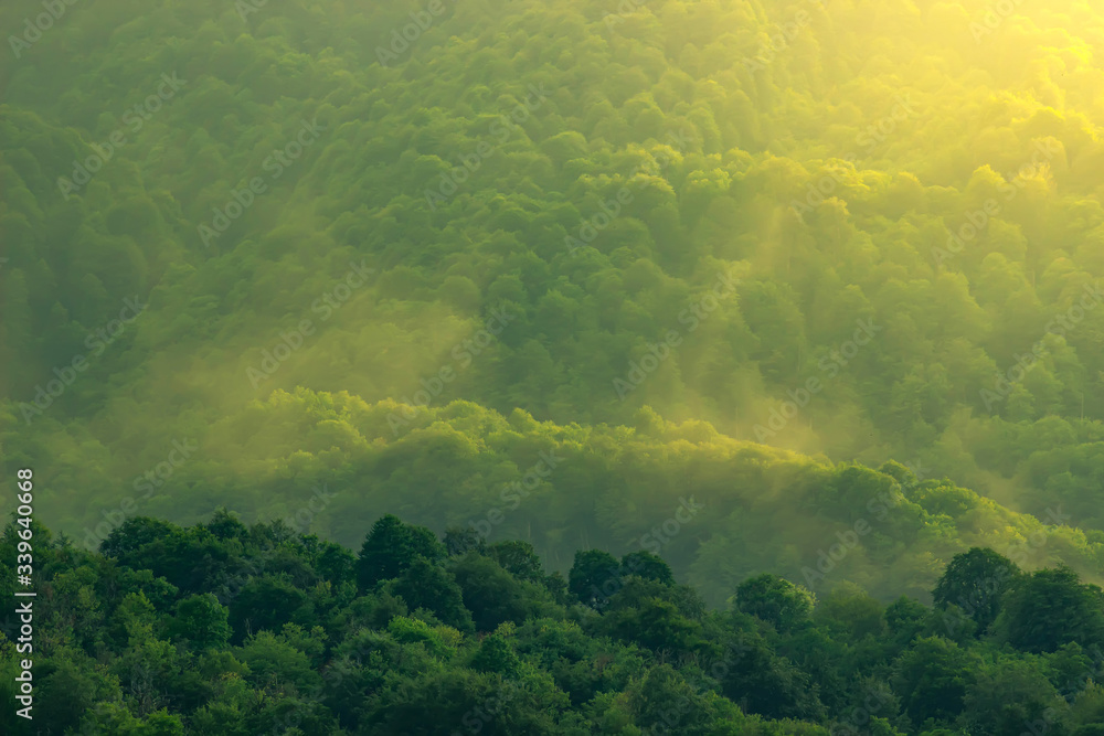 Obraz premium MMisty landscape with forest in mountain in vintage abstract retro style.
