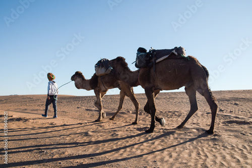 Hombre joven paseando por el desierto con dos camellos en el Sahara