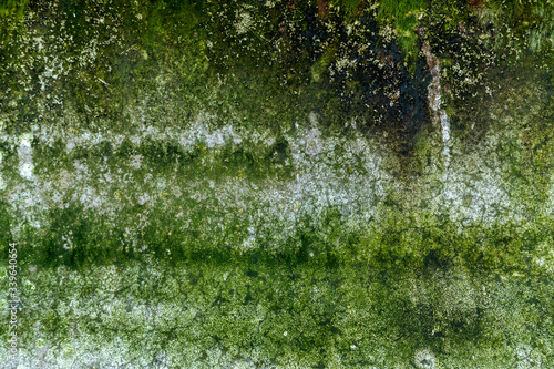Background texture: Green slime on beach concrete