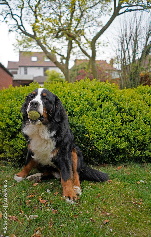Bernese Mountain Dog sitting in the garden, tennis ball in his mouth 