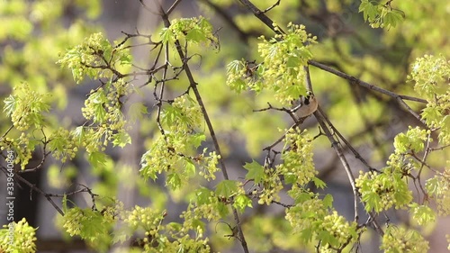 sparrows among a yellow blooming tree photo