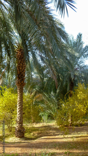 Palm trees in the Ghardaïa Oasis 