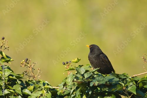 Eine männliche Amsell sitzt im Frühling bei Sonnenschein am Nachmittag isoliert auf einer Efeu Hecke, turdus merula