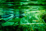 Humboldtpinguin in einem Zoo am Schwimmen
