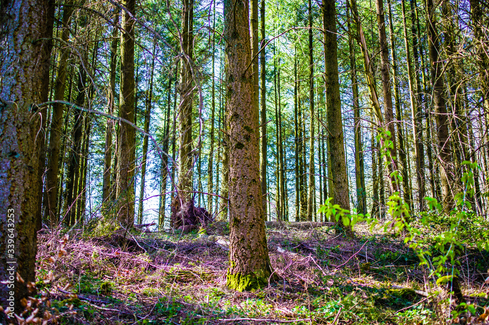 Stamm und Zweig eines Baumes in einem deutschen Wald der geborsten ist von einem Sturm Stamm und Zweig eines Baumes in einem deutschen Wald der geborsten ist von einem Sturm