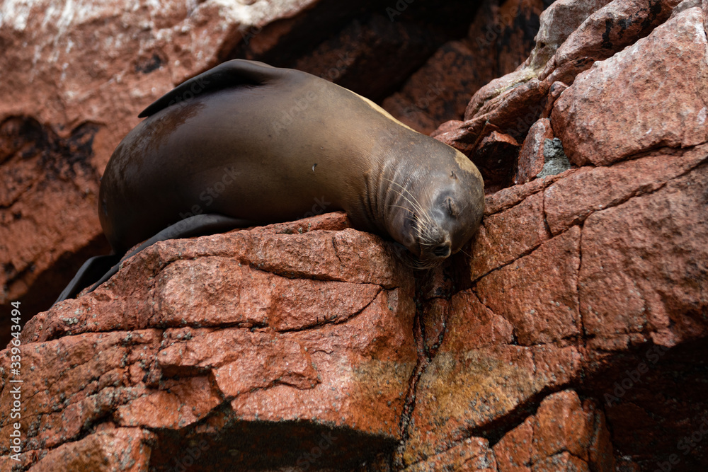 Seals in the National Park of Seals in Pisco, Peru Seals in the National Park of Seals in Pisco, Peru