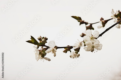 Flowering branch of cherry close-up. Spring cherry blossoms. April flowering trees