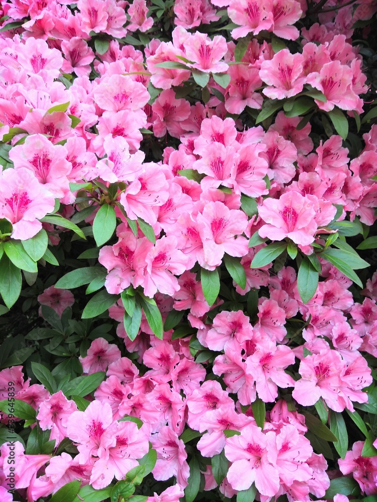 Light pink flowers in a botanical garden Light pink flowers in a botanical garden