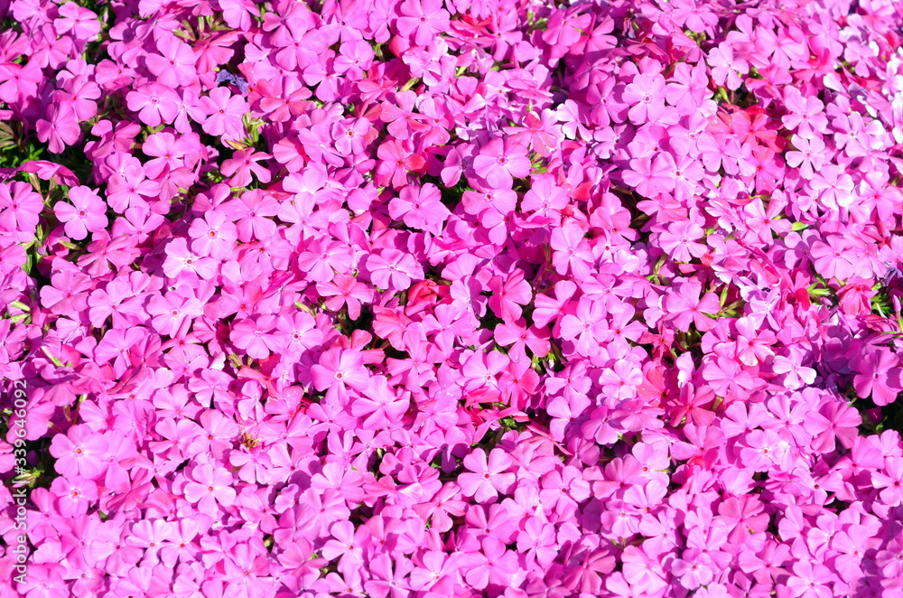Fototapeta premium Hintergrund knallrosa Blütenteppich