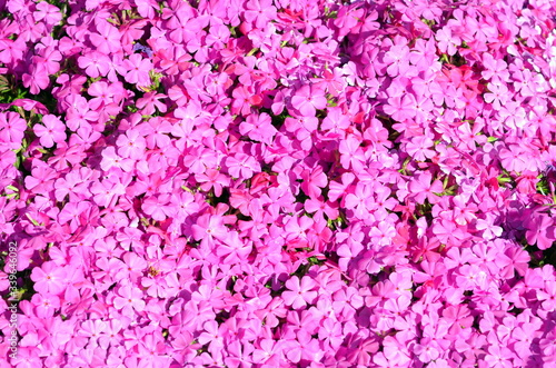 Hintergrund knallrosa Blütenteppich