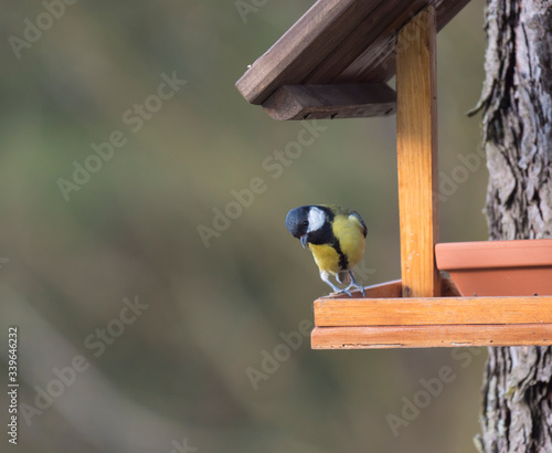 Close up Great tit, Parus major bird perched on the bird feeder table with sunflower seed. Bird feeding concept. Selective focus.