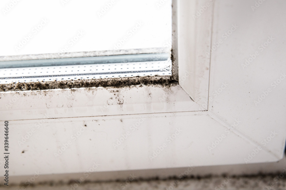 mold in the corner of the window. mold in the corner of the window.