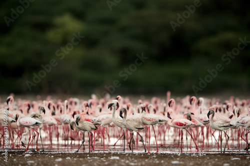 Lesser Flamingos, an eyelevel shot