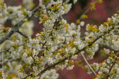 2020-04-15 CHERRY BLOSSOMS IN BLOOM IN BELLEVUE WASHINGTON