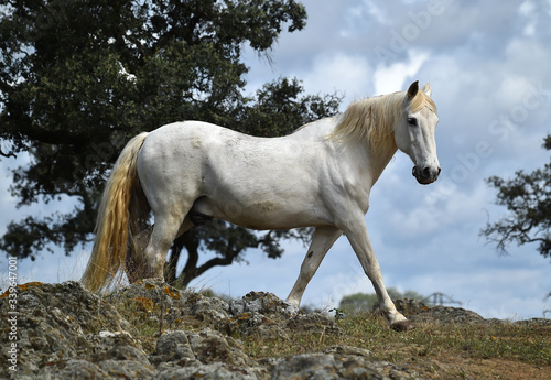 Fototapeta Naklejka Na Ścianę i Meble -  spanish beautiful horse on the field