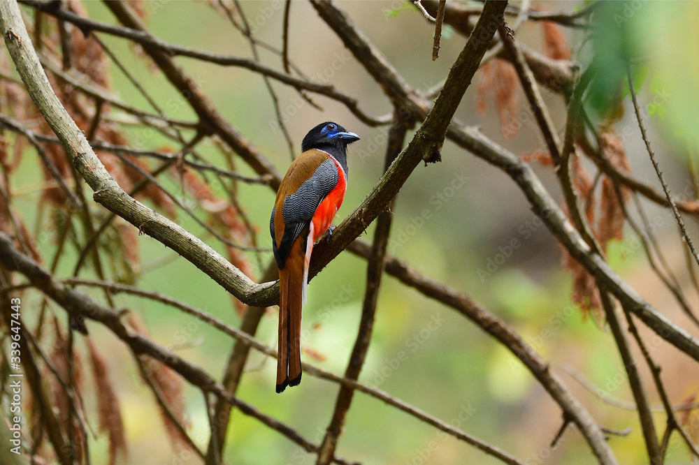 Malabar Trogon Malabar Trogon