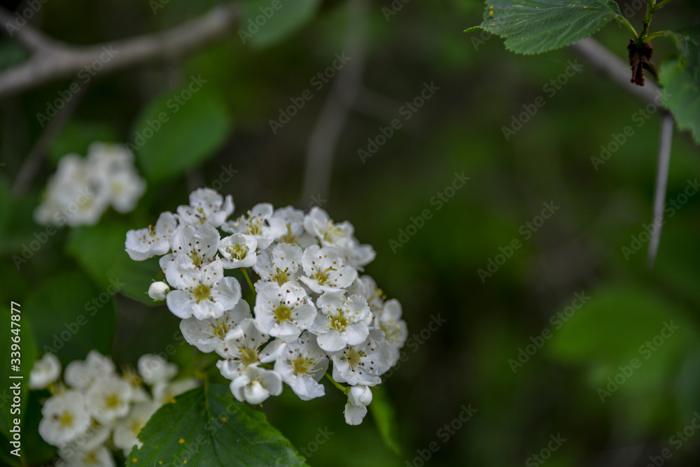 Summer flowers in the morning sunlight on the green background. Defocus in the background Summer flowers in the morning sunlight on the green background. Defocus in the background