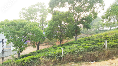 trees in the tea garden photo