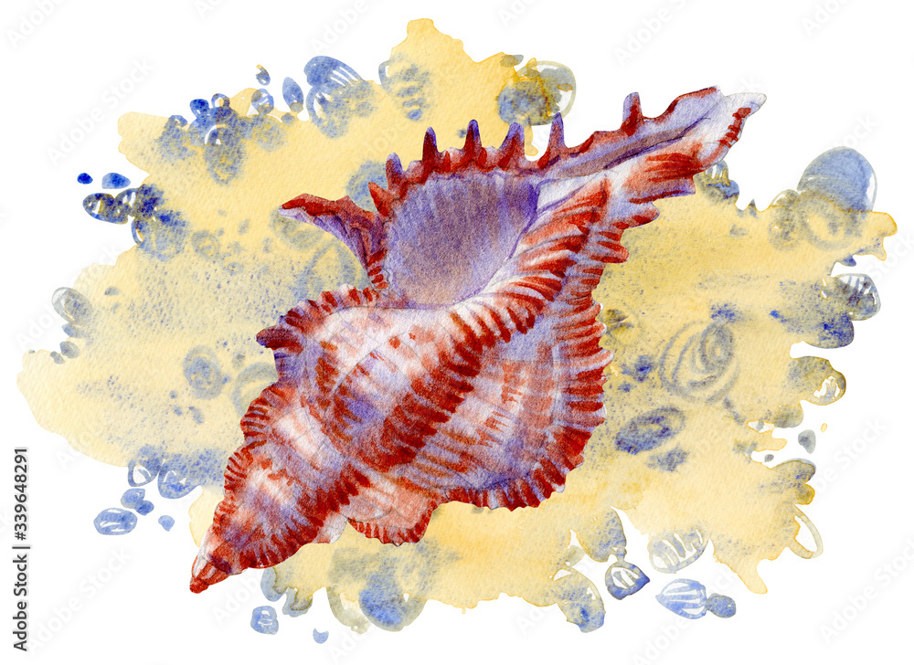 Fototapeta premium Watercolor set of seashells on white background for your menu or design