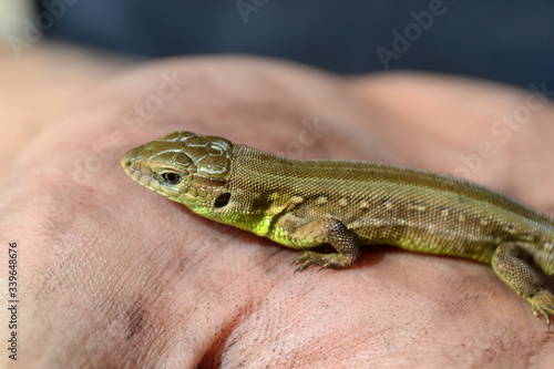 green lizard on a blurred hand