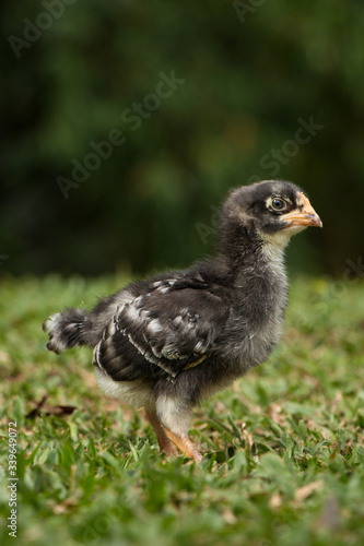 baby chicken in the grass