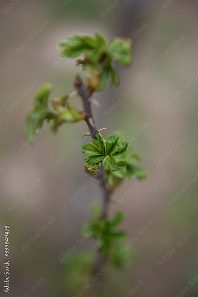 Growing leaves on a plant Growing leaves on a plant