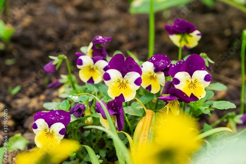 Purple  yellow  orange and blue violet flowers in the grass in nature. Slovakia