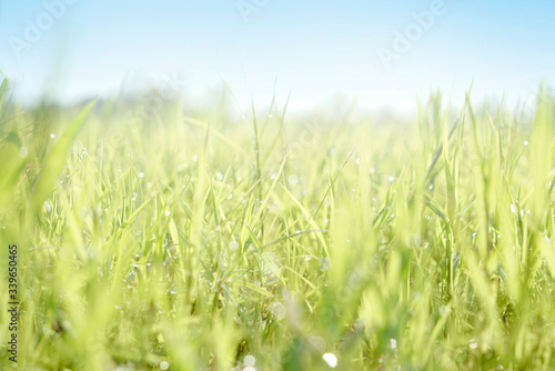 Close up of fresh morning dew droplets on green spring grass with blue sky. Bright outdoors blurred background.