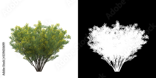 Front view of tree (Senna Artemisioides) png with alpha channel to cutout 3D rendering