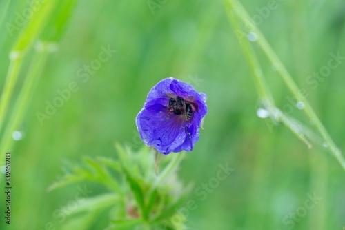 Bee sleeping hidden in the purple flower in nature. Slovakia	