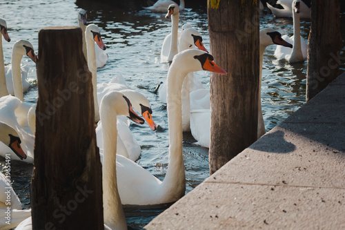 Fototapeta Naklejka Na Ścianę i Meble -  Multiple swans swimming on lake being fed