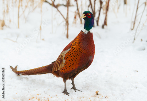 Pheasant, Phasianus. A male bird stands in the snow.