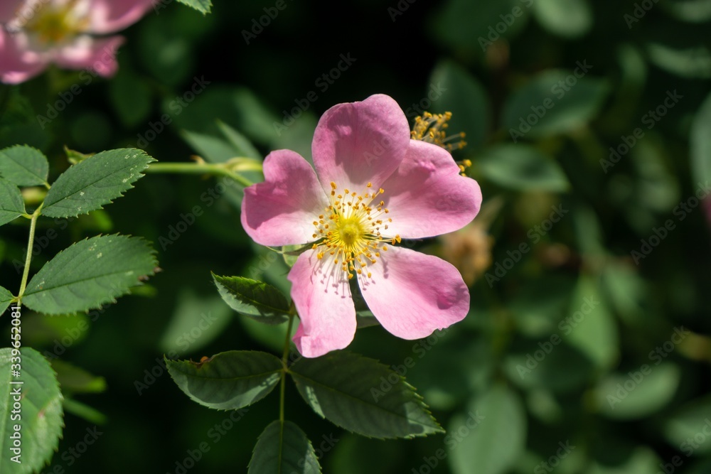 Spring tree flowering - pink Rosehip flower blooming on the tree. Slovakia Spring tree flowering - pink Rosehip flower blooming on the tree. Slovakia