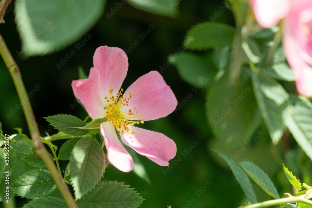 Spring tree flowering - pink Rosehip flower blooming on the tree. Slovakia Spring tree flowering - pink Rosehip flower blooming on the tree. Slovakia