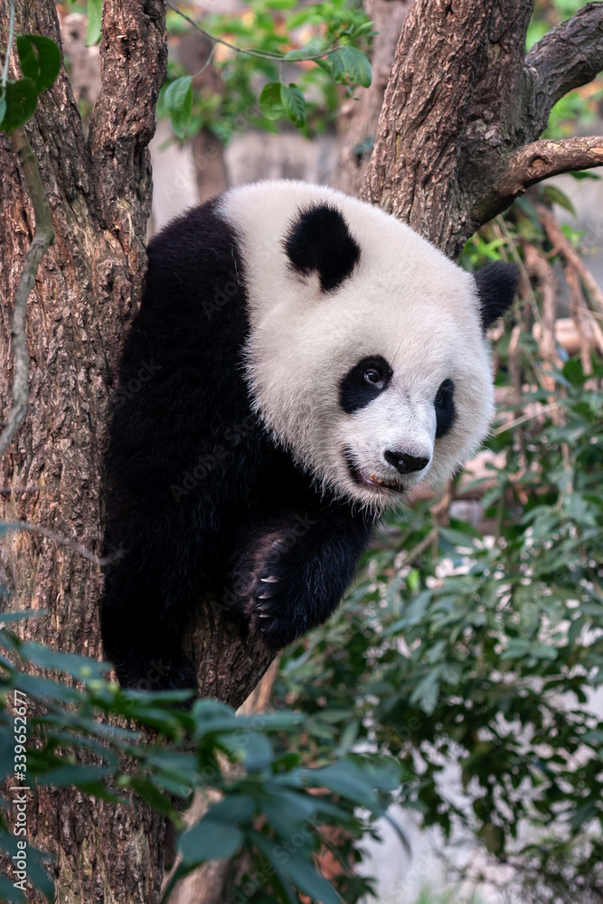 Giant panda bear in tree Giant panda bear in tree