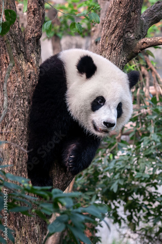 Giant panda bear in tree © wusuowei
