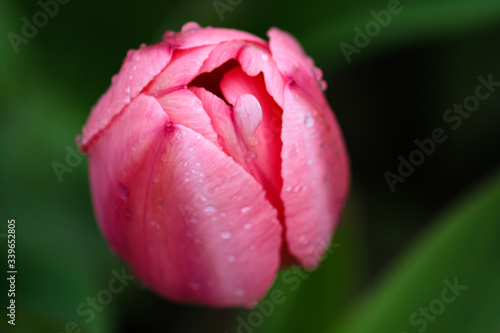 Pink tulip with water droplets