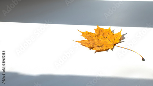 Orange maple leaf on the windowsill, beautiful shade from the window on a sunny day. Close-up, space for text, white background.