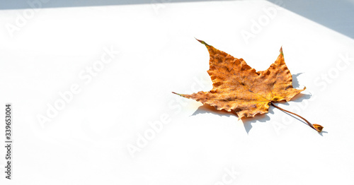Close-up maple leaf of orange color on a windowsill. Space for text, white background.
