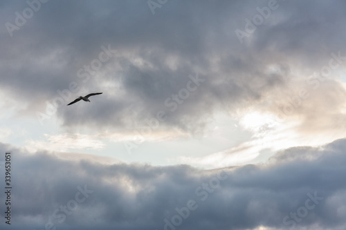 Seagull in the sky in cloudy weather against a cloudy sky
