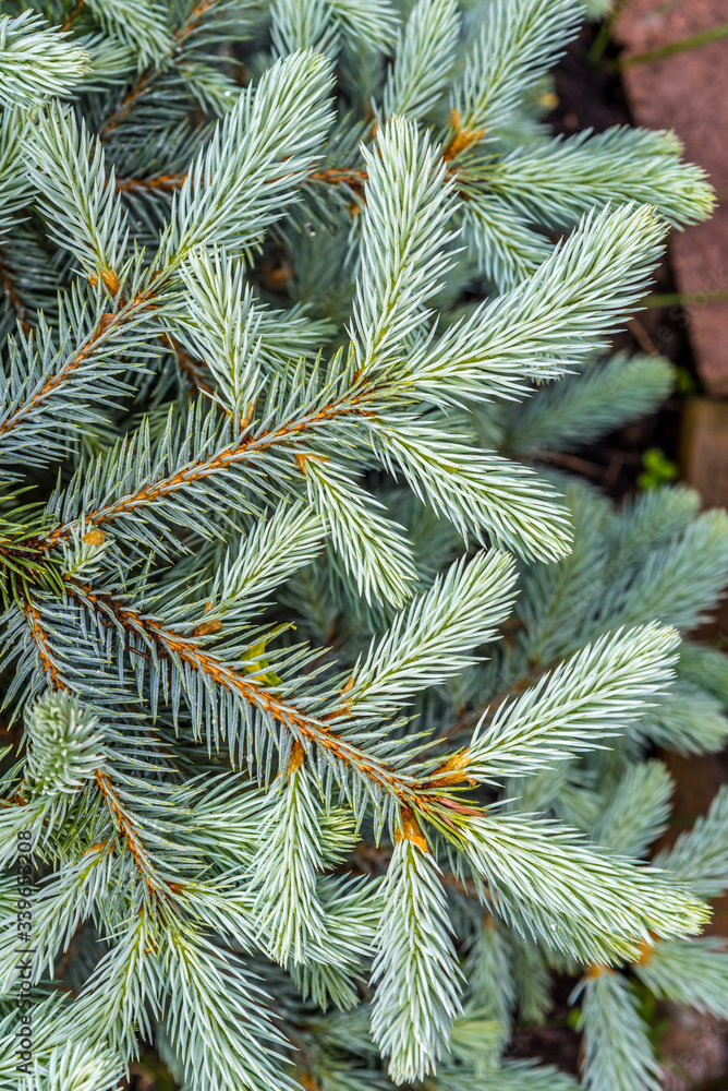 Fresh green fir branch Fresh green fir branch